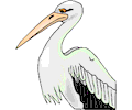 Pelican 11