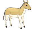 Donkey 07