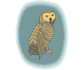 Owl 30