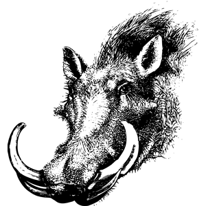 Warthog head