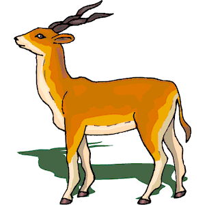 Antelope 21