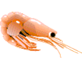 Shrimp 03