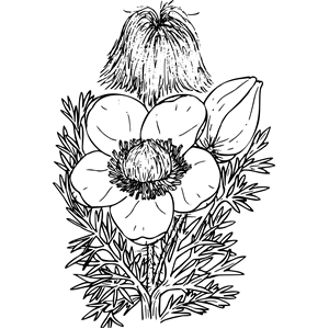 Western Pasque Flower