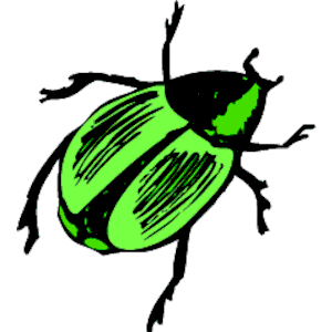 Beetle 09