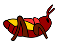 Locust (Chapulin)