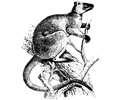 Tree kangaroo
