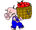 Pig with Apples