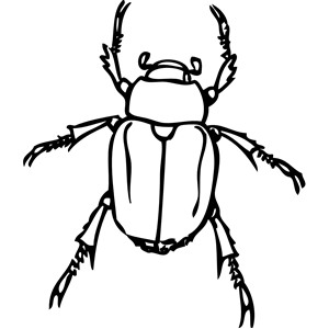 Beetle Outline