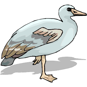 Goose 15