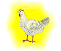 Chicken 11