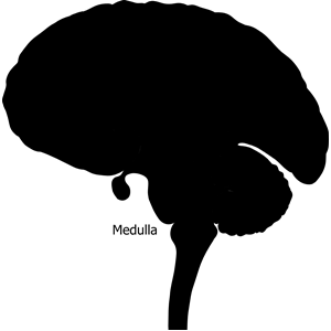 Brain Bulbar Region