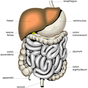 digestive organs, medical diagram