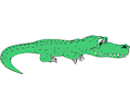 Alligator 15