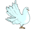 Pigeon 11