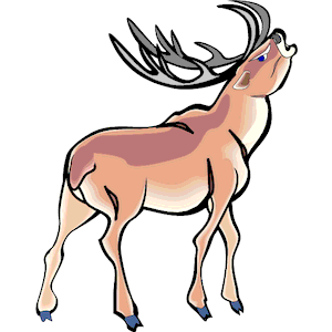 Deer 17