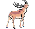 Deer 17