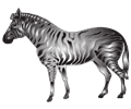 Metallic Zebra 2