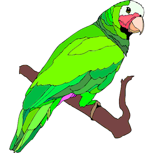 Parrot 21