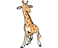 Giraffe 17