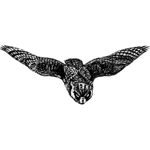 Owl 8