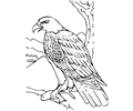 Coloring Book Bald Eagle