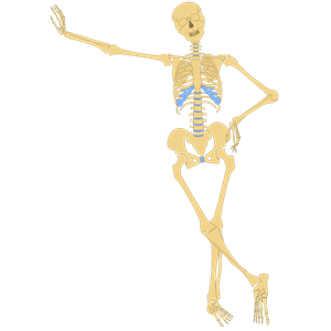 Human Skeleton(Outline)