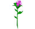 Rose 19 (pink)