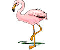 Flamingo 15