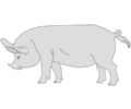 Pig 07