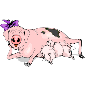 Pigs Nursing