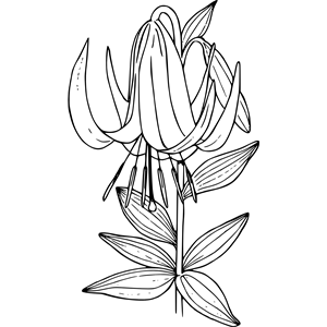 Washington lily
