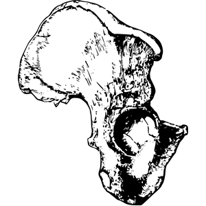 Human Hemi-pelvis bone/Hip bone