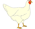 Chicken 07