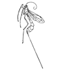 Ichneumonfly