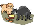 Cat Dog Eating