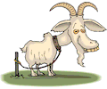 Goat 5