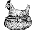 old hen in a basket