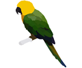 Parrot Png