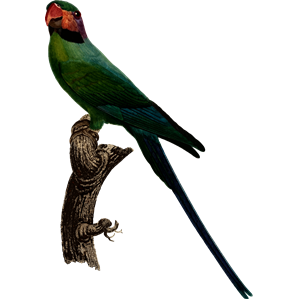Parrot 7