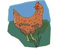 Chicken 10