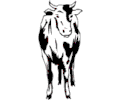 Cow 19