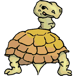 Tortoise Rear