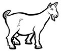 goat - lineart