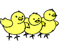 Chicks 3