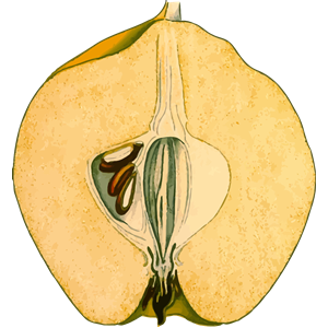 Half-quince (detailed)