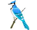 Small Blue Jay