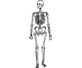 Skeleton Man Standing