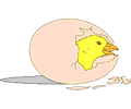 Chick 03