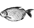 Mereschu fish