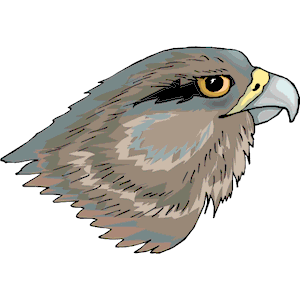 Hawk 7